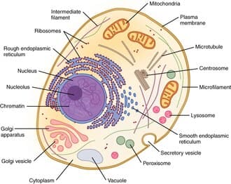 Animal cell diagram