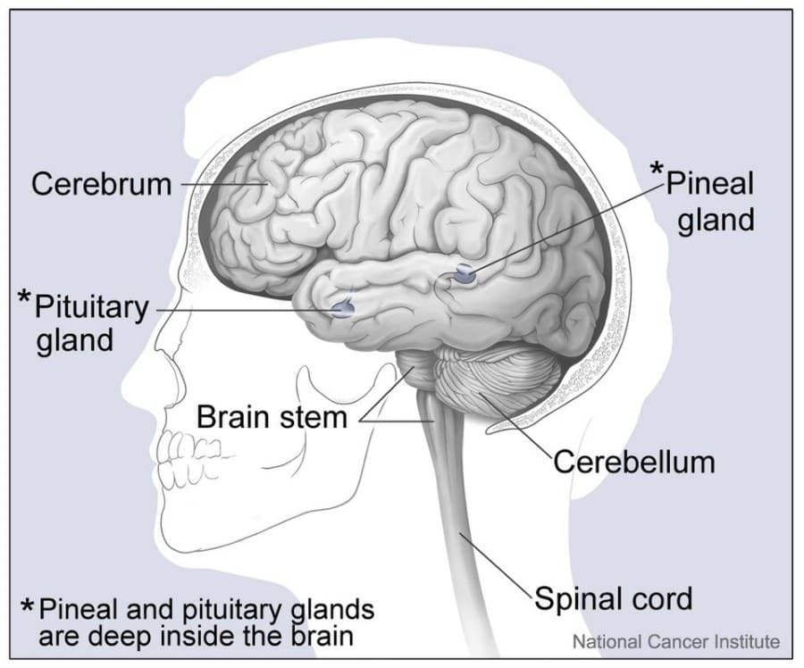 Human brain