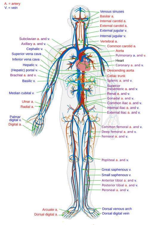 Circulatory system