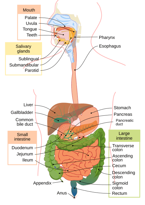 Digestive system