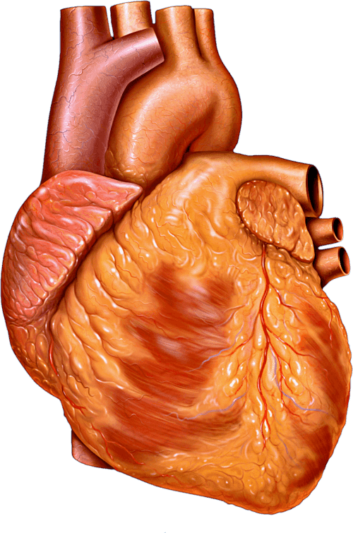 Human heart diagram