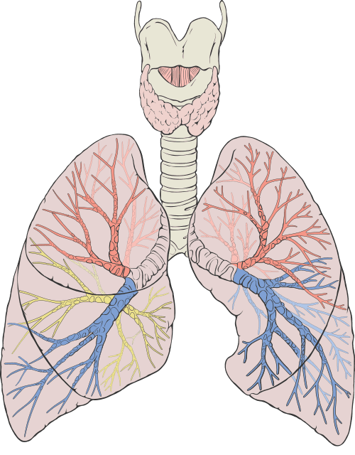 Lungs / respiratory system