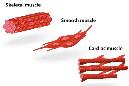 Human muscular system
