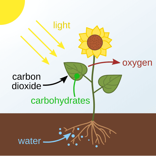 Photosynthesis diagram