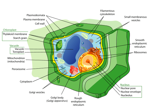 Plant cell diagram