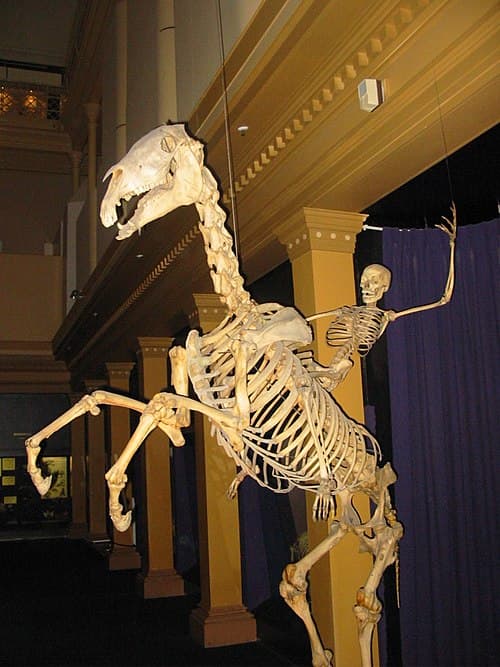 Human skeleton