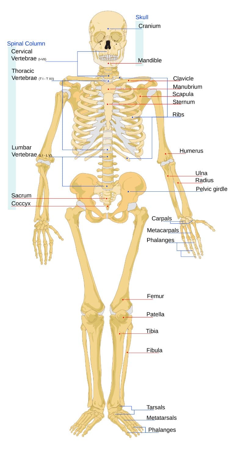 Human skeleton